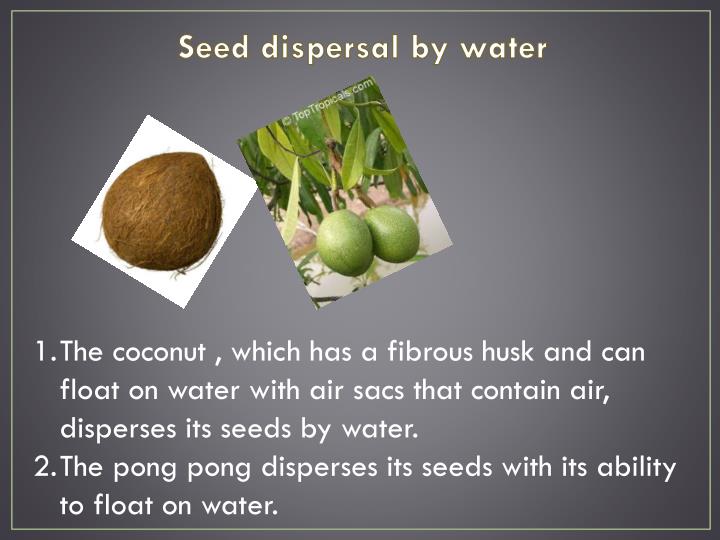 ppt-characteristics-for-the-different-types-of-seed-dispersal