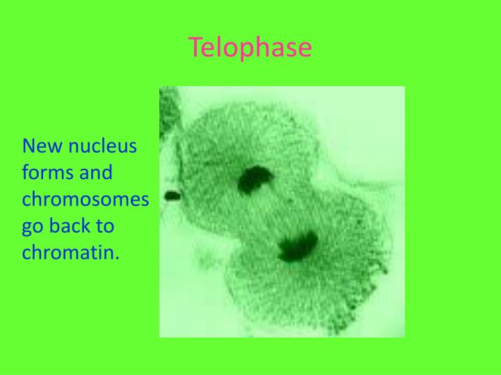 mitosis flip book telophase