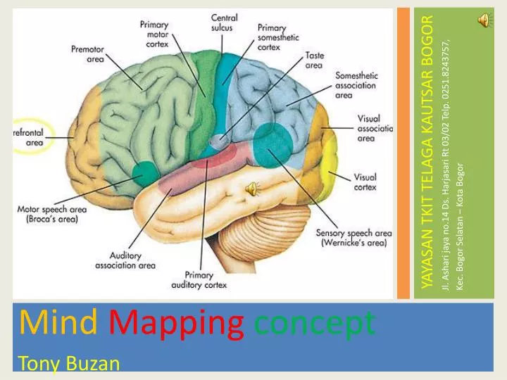 tony buzan mind mapping pdf