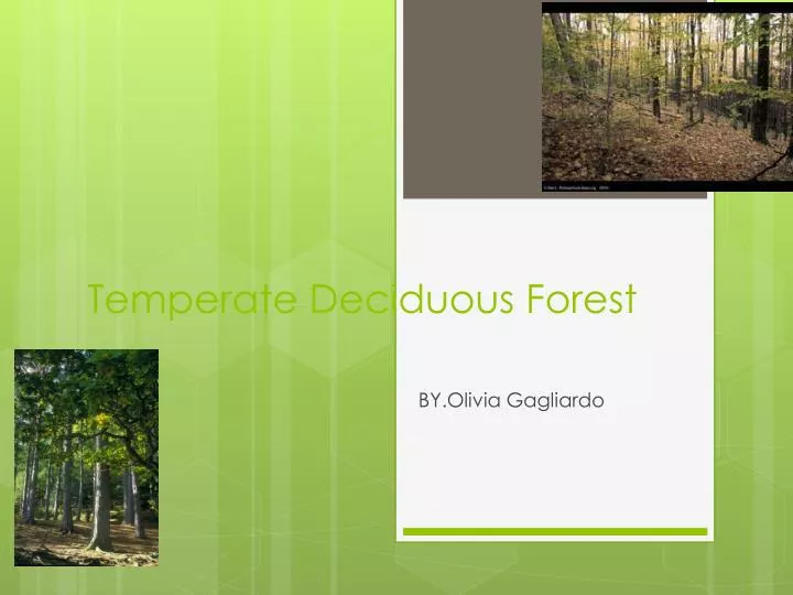 temperate deciduous forest and missouri essay temperate deciduous forest and missouri essay
