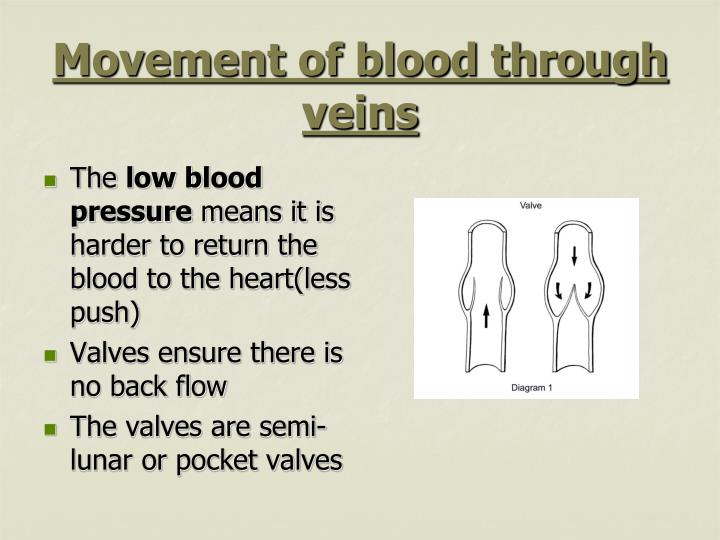 the movement of blood through the Movement of blood through the heart there are nine steps for the blood to move throughout the heart step one is that the deoxygenated blood enters the heart through the superior and. the movement of blood through the Movement of blood through the heart there are nine steps for the blood to move throughout the heart step one is that the deoxygenated blood enters the heart through the superior and.