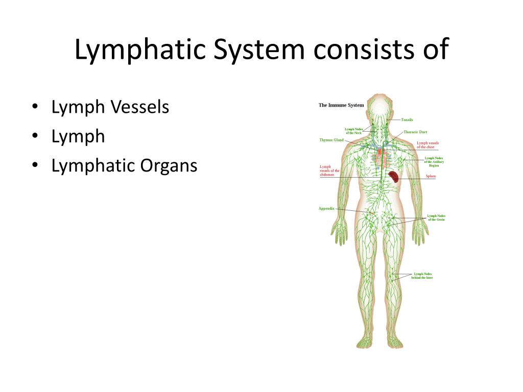 Lymphatic System Ppt Vrogue Co