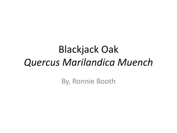 Blackjack oak leaf margin