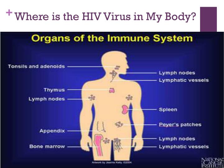 understanding the aids virus Hiv is a virus that lives in human blood, sexual fluids, and breast milk it weakens your immune system, so your body has a hard time fighting off. understanding the aids virus Hiv is a virus that lives in human blood, sexual fluids, and breast milk it weakens your immune system, so your body has a hard time fighting off.