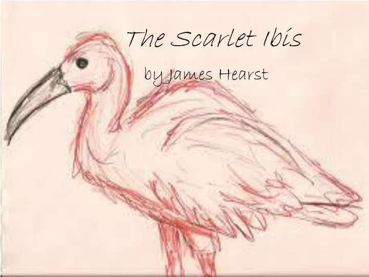 Scarlet ibis essay prompts