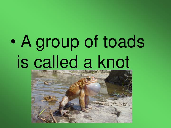 Group Of Toads 85