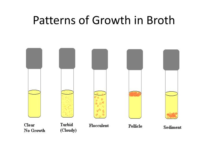 PPT Lab 1 Aseptic Technique and Isolation of Bacteria PowerPoint