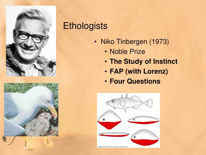 Tinbergen's four questions