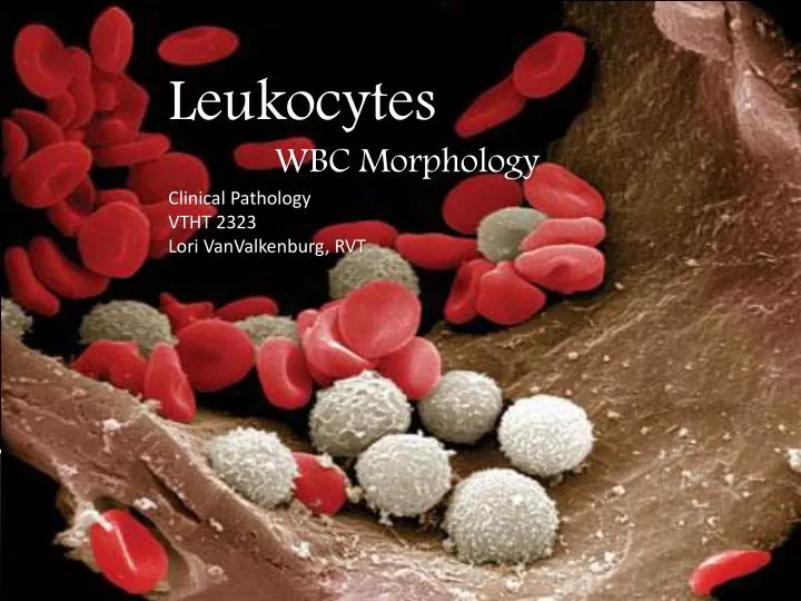 Ppt Leukocytes Wbc Morphology Clinical Pathology Vtht 2323 Lori Vanvalkenburg Rvt Powerpoint 9843