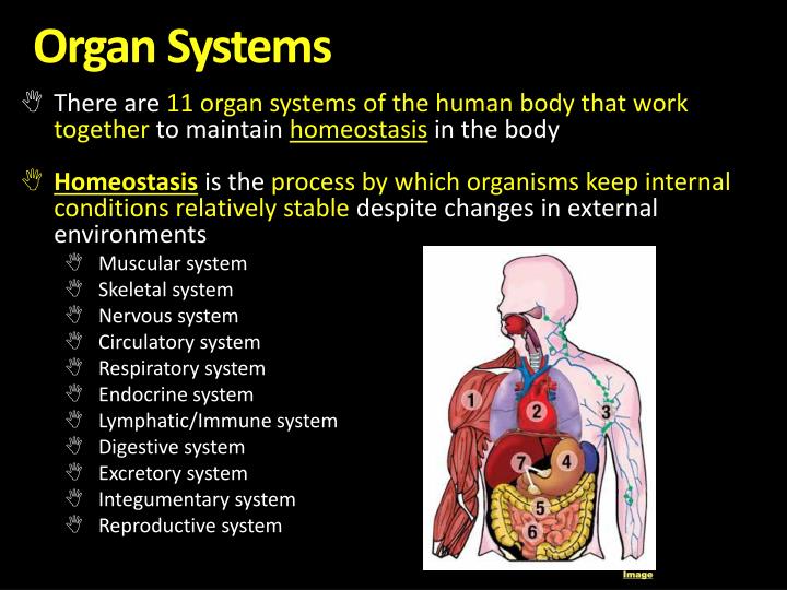 PPT - The Body Systems PowerPoint Presentation - ID:2753689