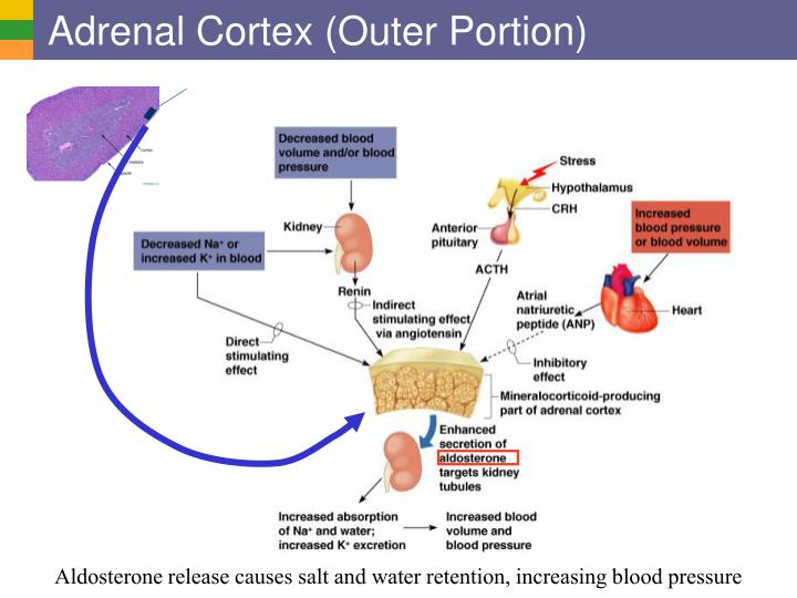 adrenal cortex produces adrenal cortex produces