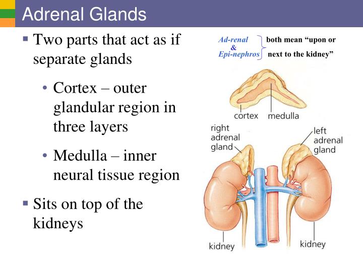 the inner part of the adrenal gland the inner part of the adrenal gland