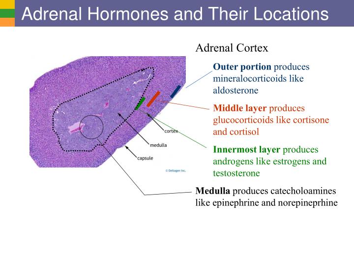 hormones produced by the adrenal gland hormones produced by the adrenal gland