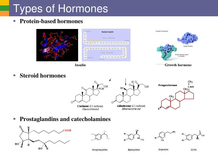 what-are-hormones-types-secret-and-more-infographic