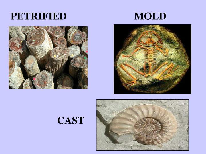 fossils and relative dating ppt fossils and relative dating ppt