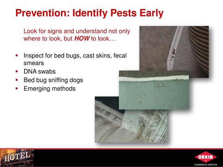 titan watch pest analysis titan watch pest analysis
