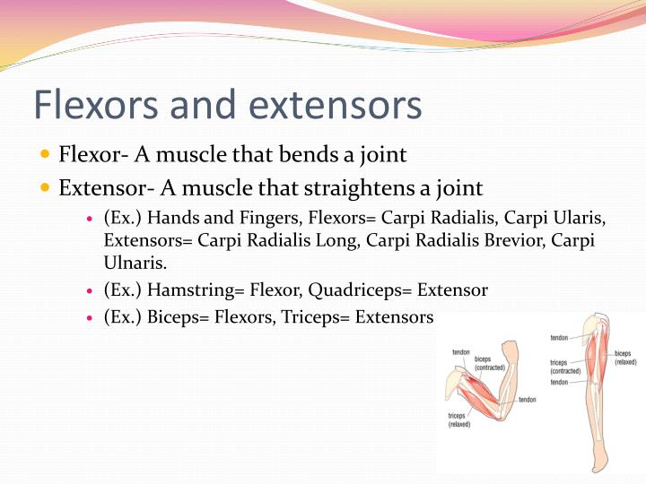 The Muscular System PowerPoint Presentation Biology Diagrams