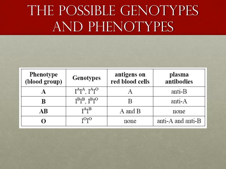 Genotype Vs Phenotype Useful Difference Between Phenotype Vs Genotype