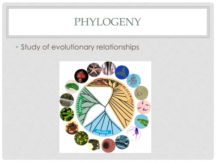 what is phylogeny in evolutionary relationships