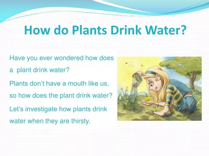 PPT How do Plants Drink Water? PowerPoint Presentation