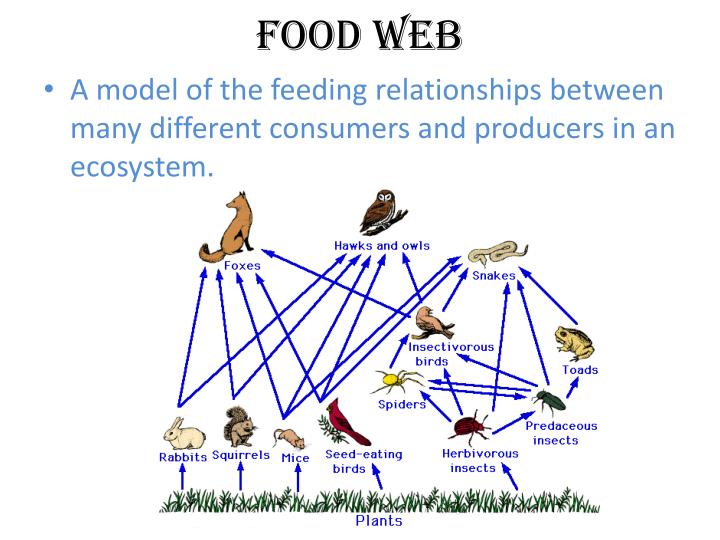 relationship between producers and consumers in a food chain