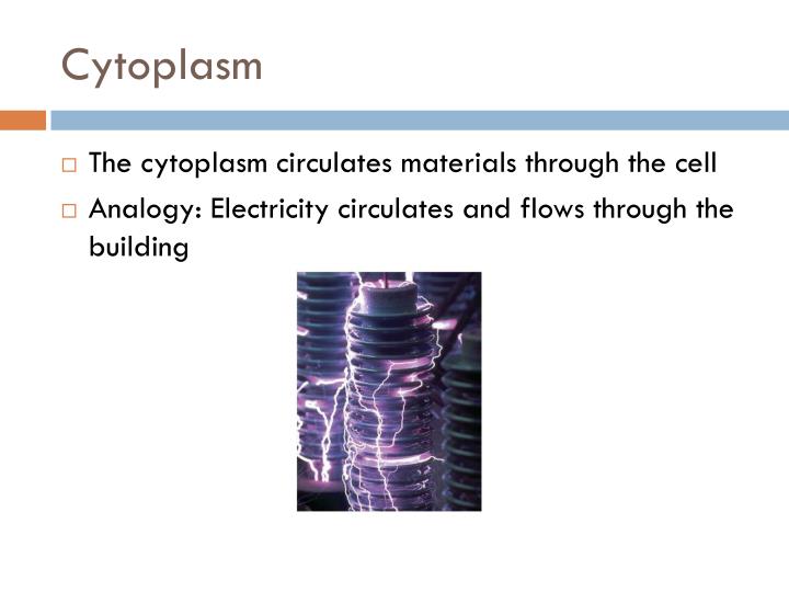 cytoplasm analogy