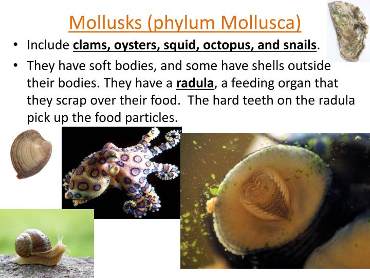 snails and squids belong to the phylum snails and squids belong to the phylum