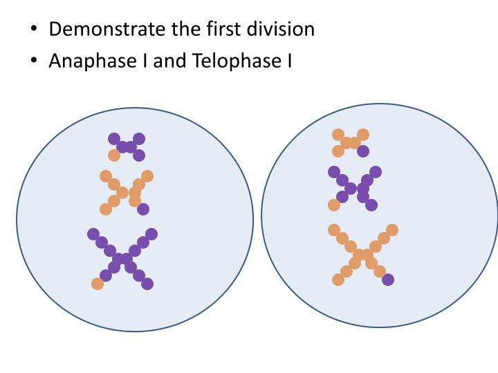 diagram a cell with four chromosomes going through meiosis ppt diagram a cell with four chromosomes going through diagram a cell with four chromosomes going through meiosis ppt diagram a cell with four chromosomes going through