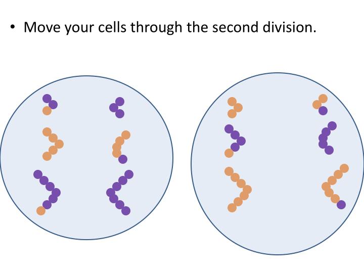 diagram a cell with four chromosomes going through meiosis ppt diagram a cell with four chromosomes going through diagram a cell with four chromosomes going through meiosis ppt diagram a cell with four chromosomes going through