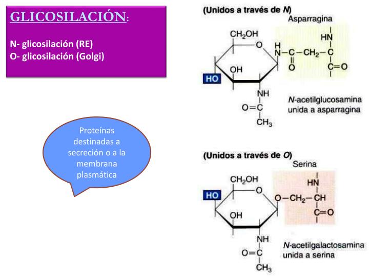 Ppt Sintesis De Proteinas Powerpoint Presentation Id2889649 1654