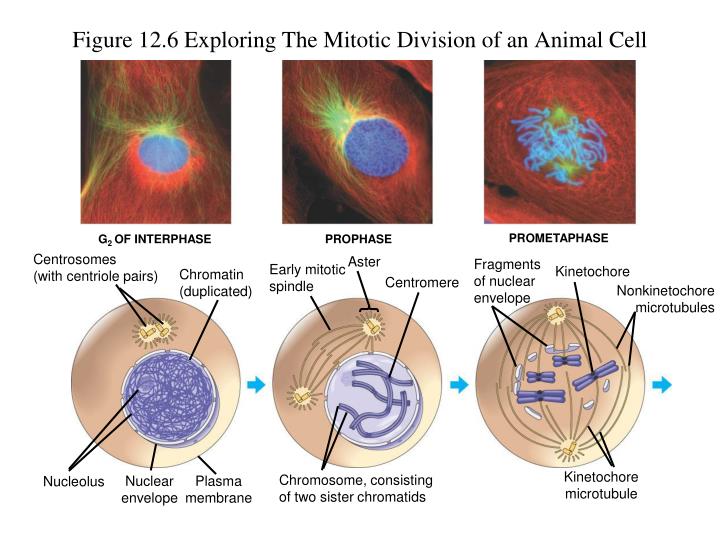 nuclear envelope fragments meaning nuclear envelope fragments meaning