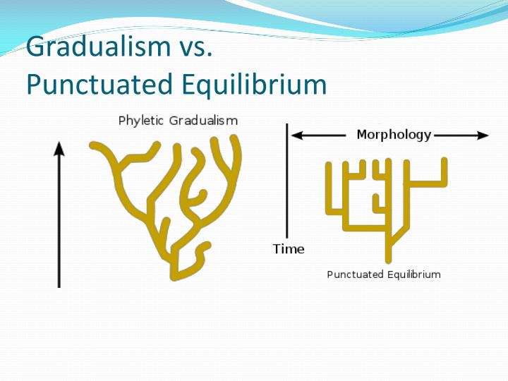 gradualism versus punctuationism Stasis at corcyra the essay about gradualism versus punctuationism - gradualism versus punctuationism although modern evolutionists are thought to be. gradualism versus punctuationism Stasis at corcyra the essay about gradualism versus punctuationism - gradualism versus punctuationism although modern evolutionists are thought to be.