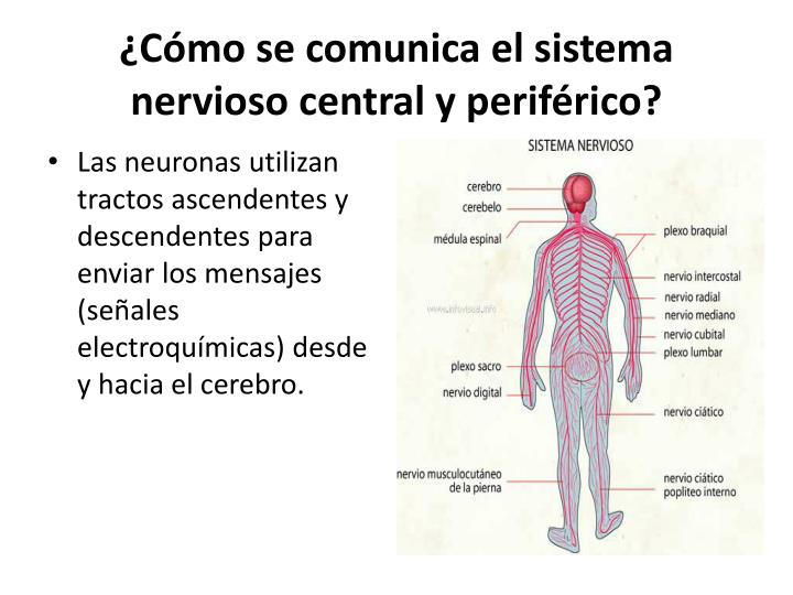 La profiláctica del alcoholismo y las narcomanías