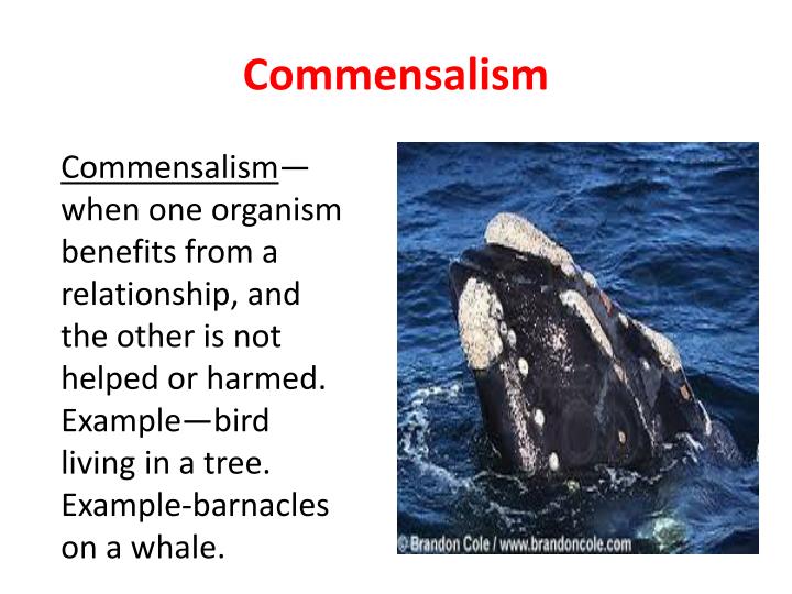define commensalism in biology class 12