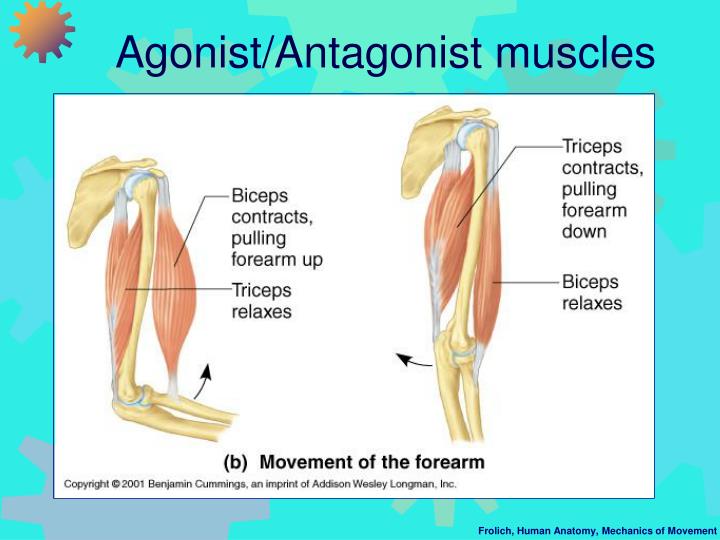 Body Muscle Origin And Chart And Action Antagonist