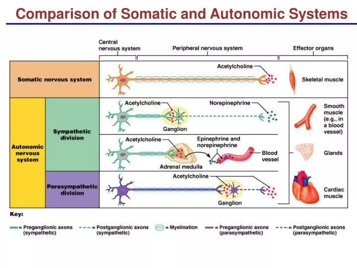 definition of somatic nervous system definition of somatic nervous system