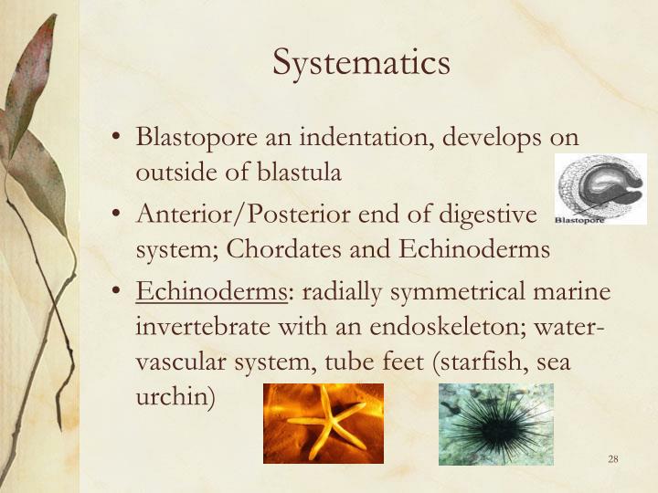 which system will the blastopore be a part of which system will the blastopore be a part of