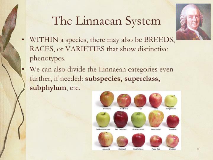 definition of linnaean taxonomy in biology