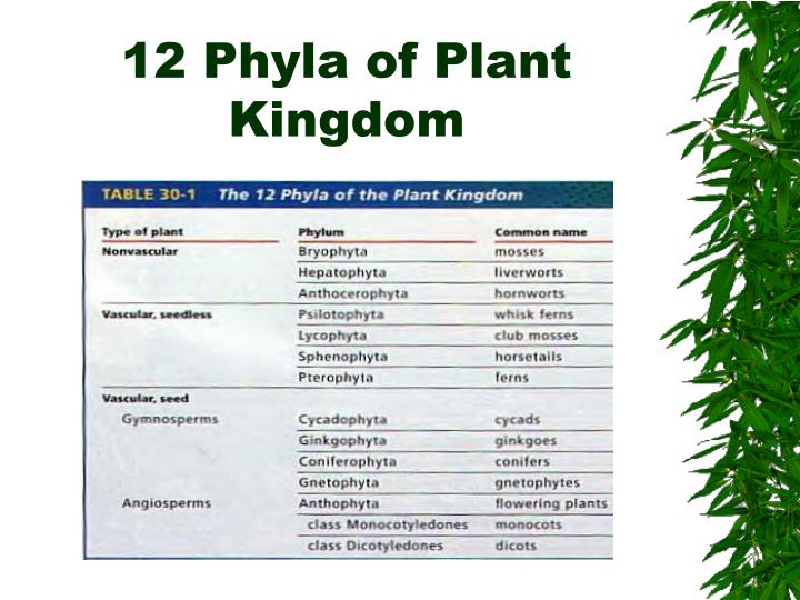 How Many Phyla Are There In The Plant Kingdom