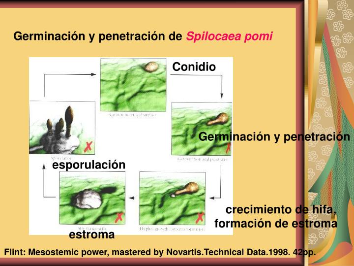 El tratamiento de las micosis de las uñas del pies