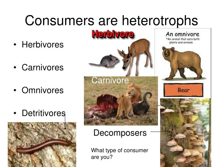 PPT What is Ecology? PowerPoint Presentation ID2981112