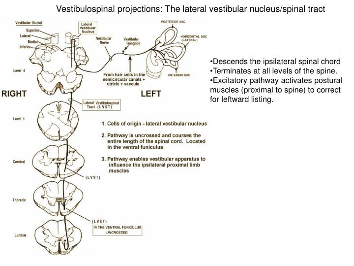 Ppt Review Of The Vestibular System Powerpoint Presentation Id3001641