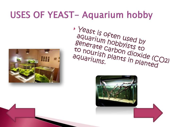 economic importance of yeast pdf