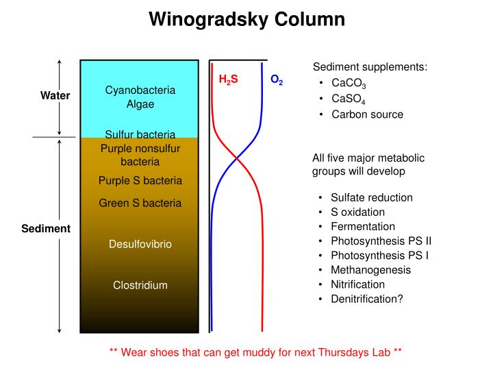 winogradsky column discription winogradsky column discription