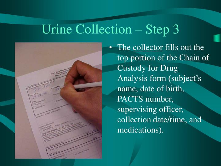 urine custody chain step specimen collector ppt drug procedures form subject powerpoint presentation portion fills analysis date
