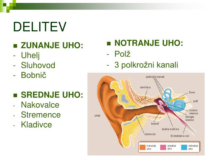 PPT - UHO II ČUTILO ZA SLUH PowerPoint Presentation - ID:3019246