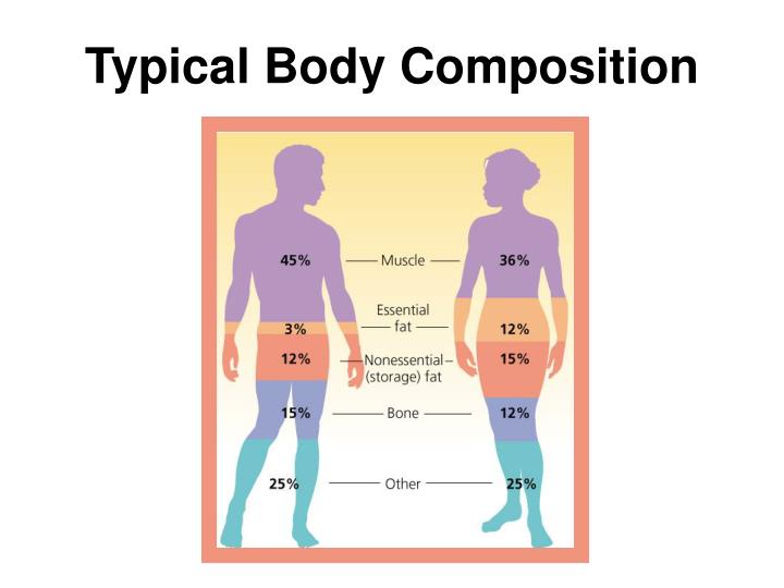 what is 3 examples of body composition