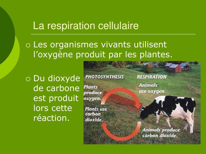 Dekaris déduit les lamblias