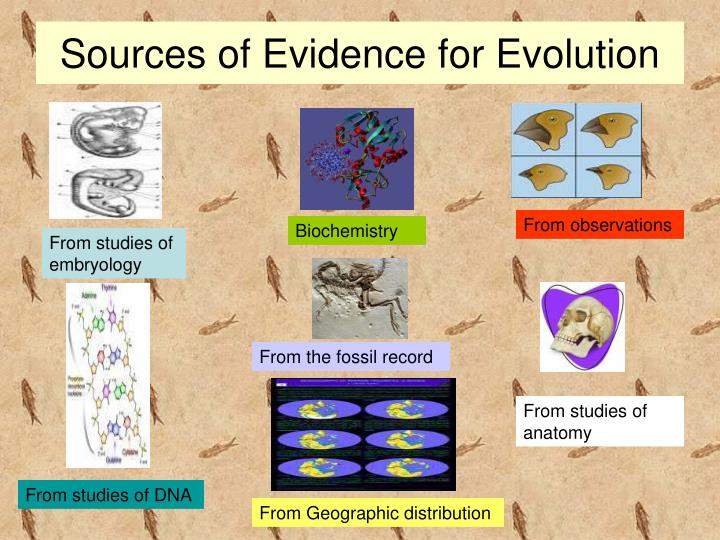 Ppt Biology 101 Evidence Of Evolution Powerpoint Presentation Id