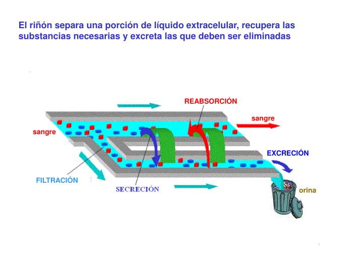 Las indicaciones en la sangre a las lombrices
